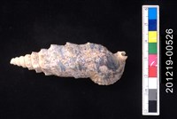 藏品(鶚蟹守螺)的圖片