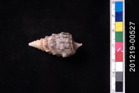 藏品(鶚蟹守螺)的圖片