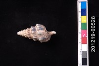 藏品(鶚蟹守螺)的圖片