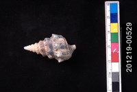 藏品(鶚蟹守螺)的圖片