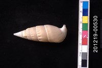 藏品(竹筍蟹守螺)的圖片