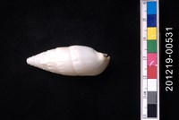 藏品(竹筍蟹守螺)的圖片