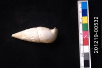 藏品(竹筍蟹守螺)的圖片