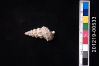 藏品(太平洋蟹守螺)的圖片