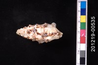 藏品(棘蟹守螺)的圖片