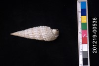 藏品(皺蟹守螺)的圖片