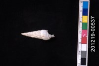 藏品(皺蟹守螺)的圖片