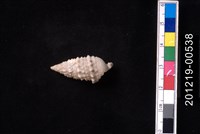 藏品(中華蟹守螺)的圖片