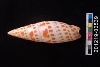 藏品(錦鯉筆螺)的圖片