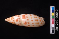 藏品(錦鯉筆螺)的圖片