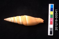 藏品(紅狐筆螺)的圖片