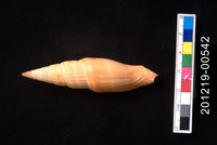 藏品(紅狐筆螺)的圖片