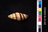 藏品(紅狐筆螺)的圖片