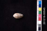 藏品(窗格筆螺)的圖片