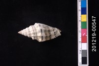 藏品(繩紋蛹筆螺)的圖片