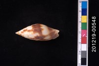 藏品(粗斑筆螺)的圖片