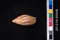 藏品(縱斑筆螺)的圖片