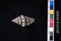 藏品(黑帶蛹筆螺)的圖片