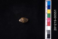 藏品(火焰筆螺)的圖片