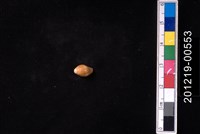 藏品(蛹形筆螺)的圖片