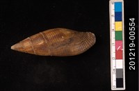 藏品(筆螺)的圖片