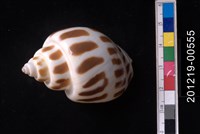 藏品(象牙鳳螺)的圖片