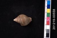 藏品(粗紋峨螺)的圖片