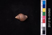 藏品(粗紋峨螺)的圖片