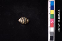 藏品(斑馬峨螺)的圖片