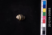 藏品(斑馬峨螺)的圖片