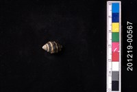 藏品(斑馬峨螺)的圖片