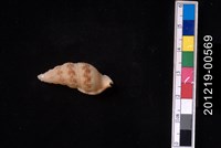 藏品(扭彎布紋螺)的圖片