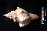 藏品(大赤旋螺)的圖片