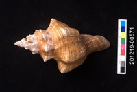 藏品(大赤旋螺)的圖片