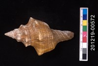 藏品(大赤旋螺)的圖片