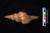 藏品(神田旋螺)的圖片