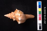 藏品(角赤旋螺)的圖片