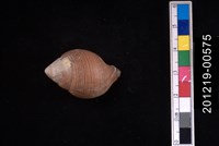 藏品(釣錘旋螺)的圖片