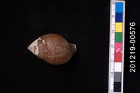 藏品(釣錘旋螺)的圖片