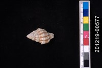 藏品(紫口旋螺)的圖片