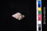 藏品(紫口旋螺)的圖片