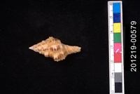 藏品(美東稜旋螺)的圖片