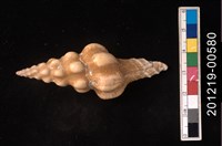 藏品(旋螺 )的圖片