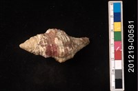 藏品(多稜旋螺)的圖片