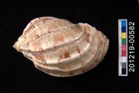 藏品(大楊桃螺)的圖片