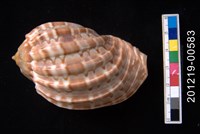 藏品(大楊桃螺)的圖片