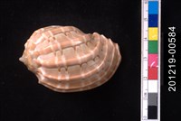 藏品(大楊桃螺)的圖片