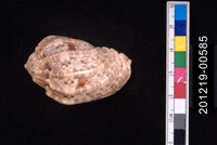 藏品(豔美楊桃螺)的圖片