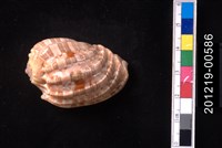 藏品(豔美楊桃螺)的圖片