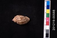 藏品(西非楊桃螺)的圖片